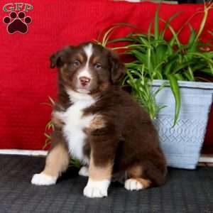 Elijah, Miniature Australian Shepherd Puppy