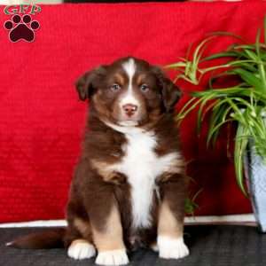 Elijah, Miniature Australian Shepherd Puppy