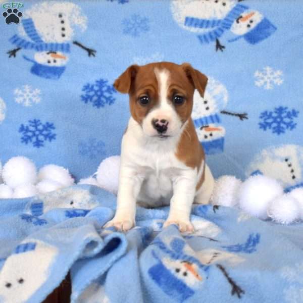 Ellen, Jack Russell Terrier Puppy