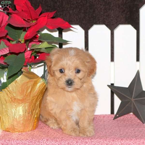 Ellen, Maltipoo Puppy