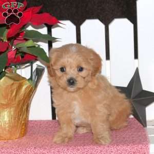 Ellen, Maltipoo Puppy