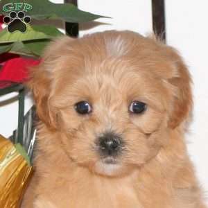 Ellen, Maltipoo Puppy