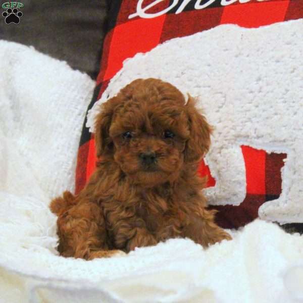 Ellie, Miniature Poodle Puppy