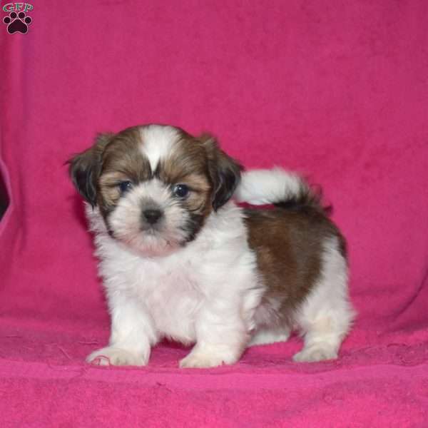 Ellie, Shih Tzu Puppy