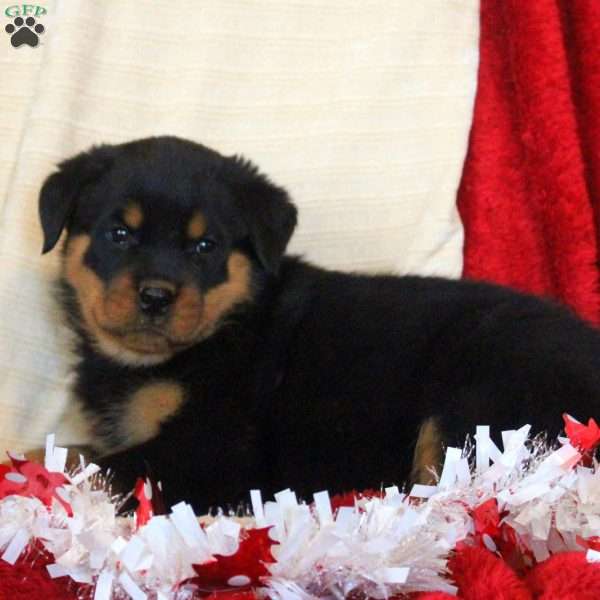 Ellie, Rottweiler Puppy