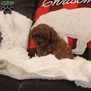 Ellie, Miniature Poodle Puppy