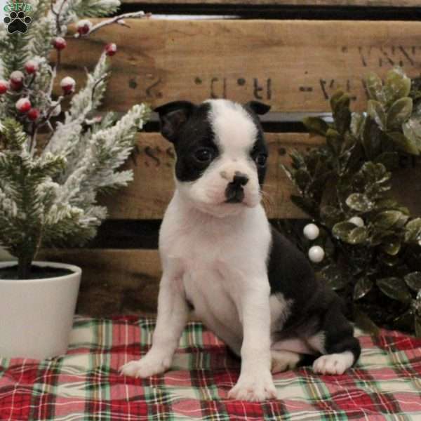 Ellie, Boston Terrier Puppy