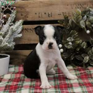 Ellie, Boston Terrier Puppy