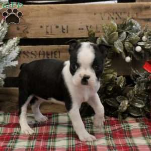 Ellie, Boston Terrier Puppy