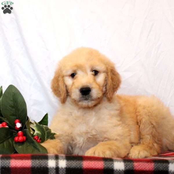 Ellis, Goldendoodle Puppy