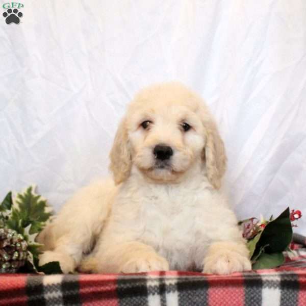 Elodie, Goldendoodle Puppy