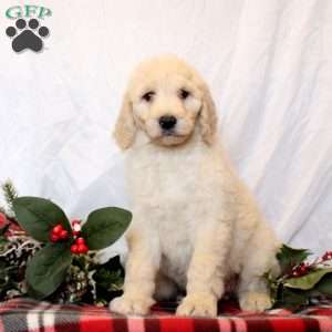 Elodie, Goldendoodle Puppy