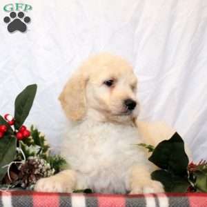 Elodie, Goldendoodle Puppy