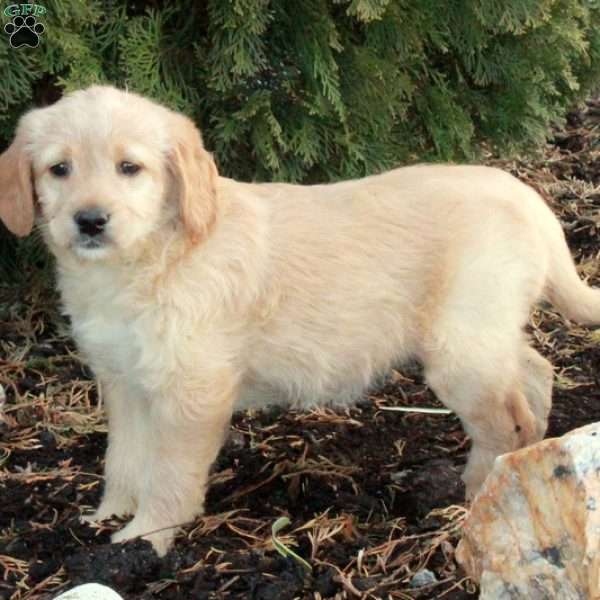 Elsa, Mini Labradoodle Puppy