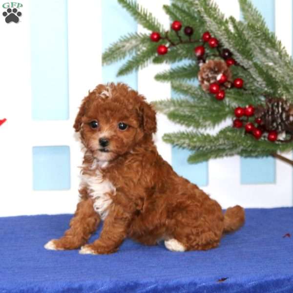 Elsa, Toy Poodle Puppy