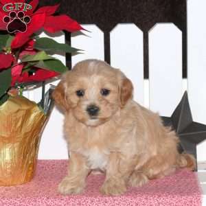 Elsie, Maltipoo Puppy