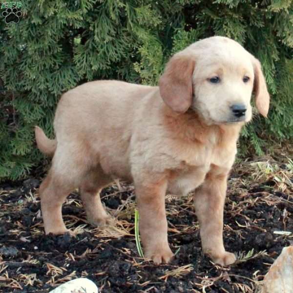 Elton, Mini Labradoodle Puppy