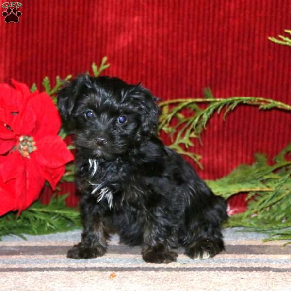 Emily, Yorkie Poo Puppy