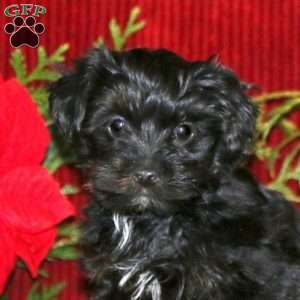 Emily, Yorkie Poo Puppy