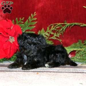 Emily, Yorkie Poo Puppy