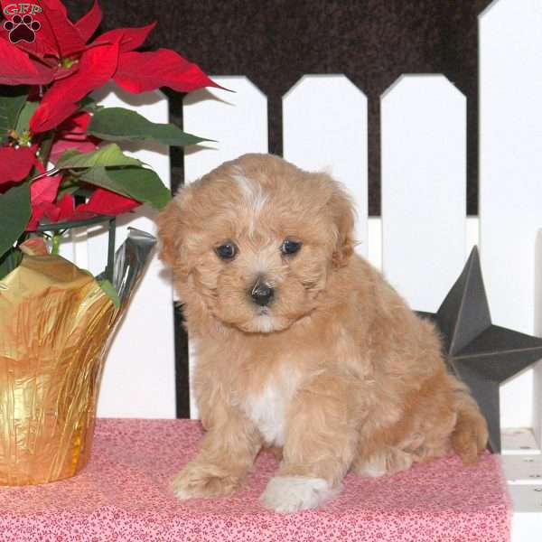 Emmy, Maltipoo Puppy