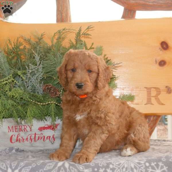 Emma, Goldendoodle Puppy