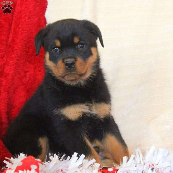 Emma, Rottweiler Puppy