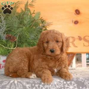 Emma, Goldendoodle Puppy