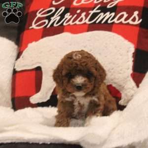 Emma, Miniature Poodle Puppy