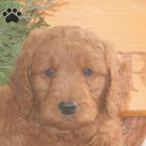 Emma, Goldendoodle Puppy