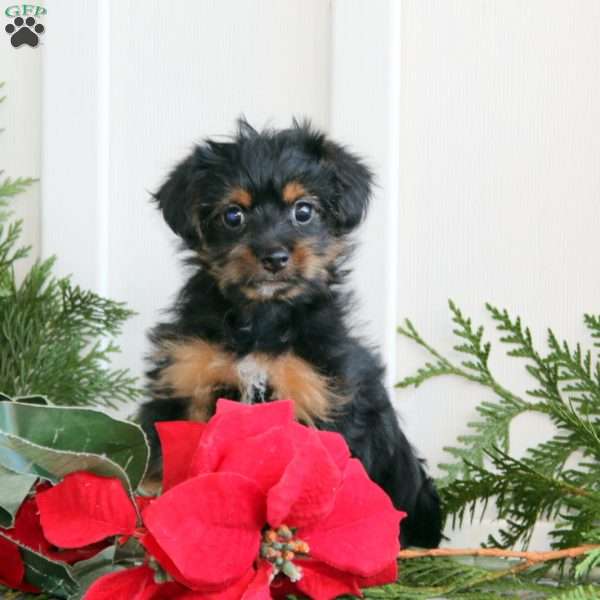 Emma, Yorkie Poo Puppy