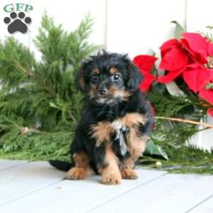 Emma, Yorkie Poo Puppy