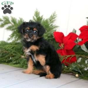 Emma, Yorkie Poo Puppy