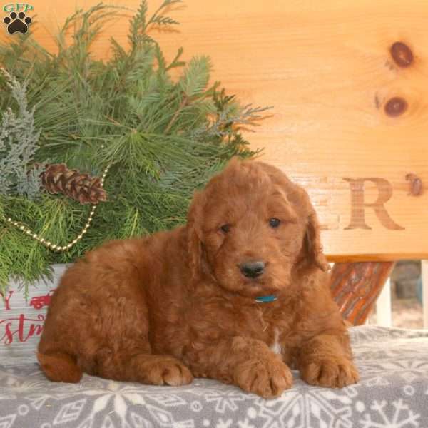 Emmett, Goldendoodle Puppy