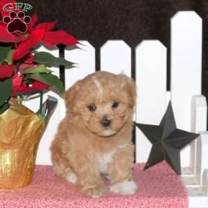 Emmy, Maltipoo Puppy