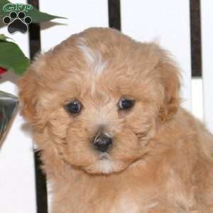 Emmy, Maltipoo Puppy