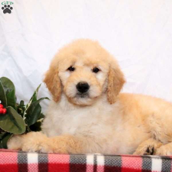 Ender, Goldendoodle Puppy