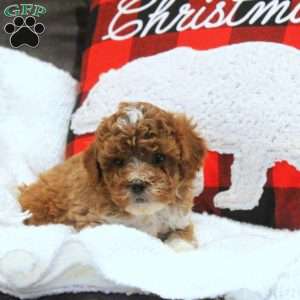 Eric, Miniature Poodle Puppy