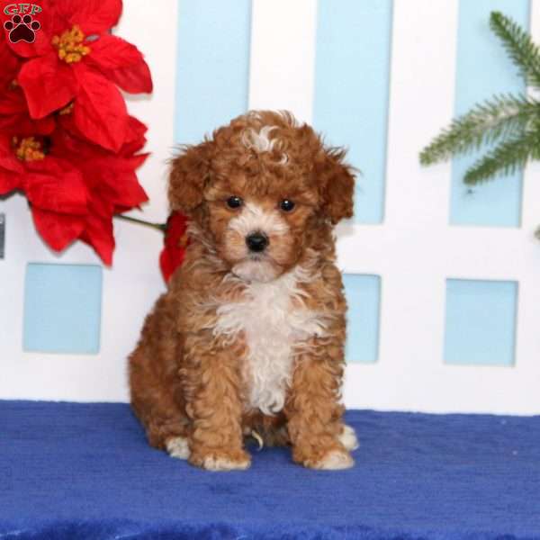 Eric, Toy Poodle Puppy