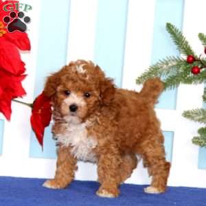 Eric, Toy Poodle Puppy