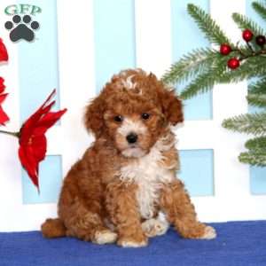 Eric, Toy Poodle Puppy