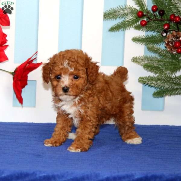 Ernie, Toy Poodle Puppy