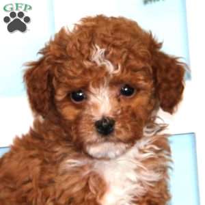 Ernie, Toy Poodle Puppy