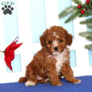 Ernie, Toy Poodle Puppy