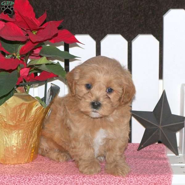 Ervin, Maltipoo Puppy