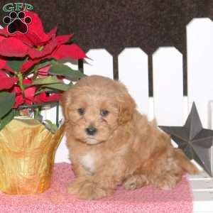 Ervin, Maltipoo Puppy