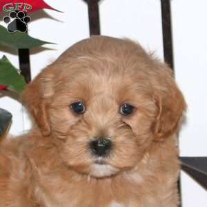 Ervin, Maltipoo Puppy