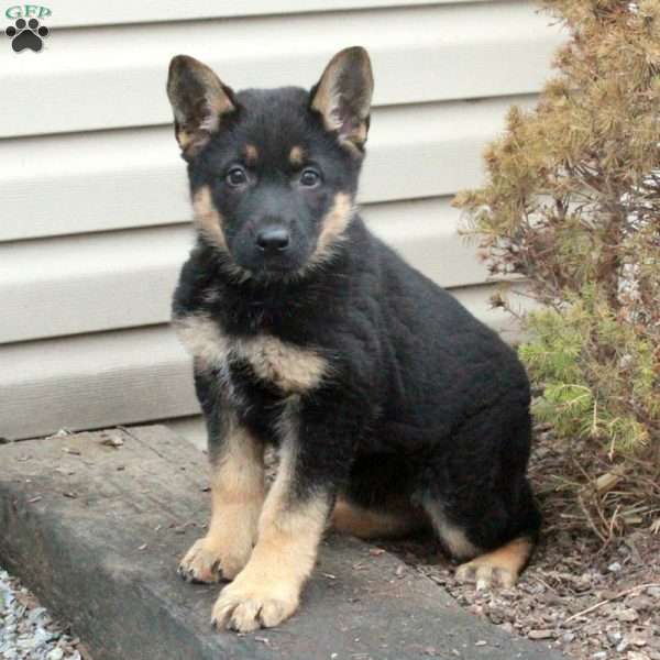 Esme, German Shepherd Puppy