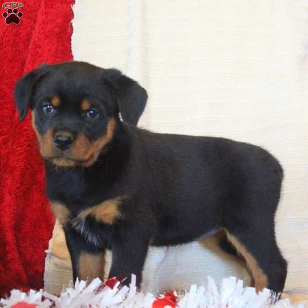 Esther, Rottweiler Puppy