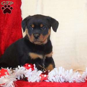 Esther, Rottweiler Puppy